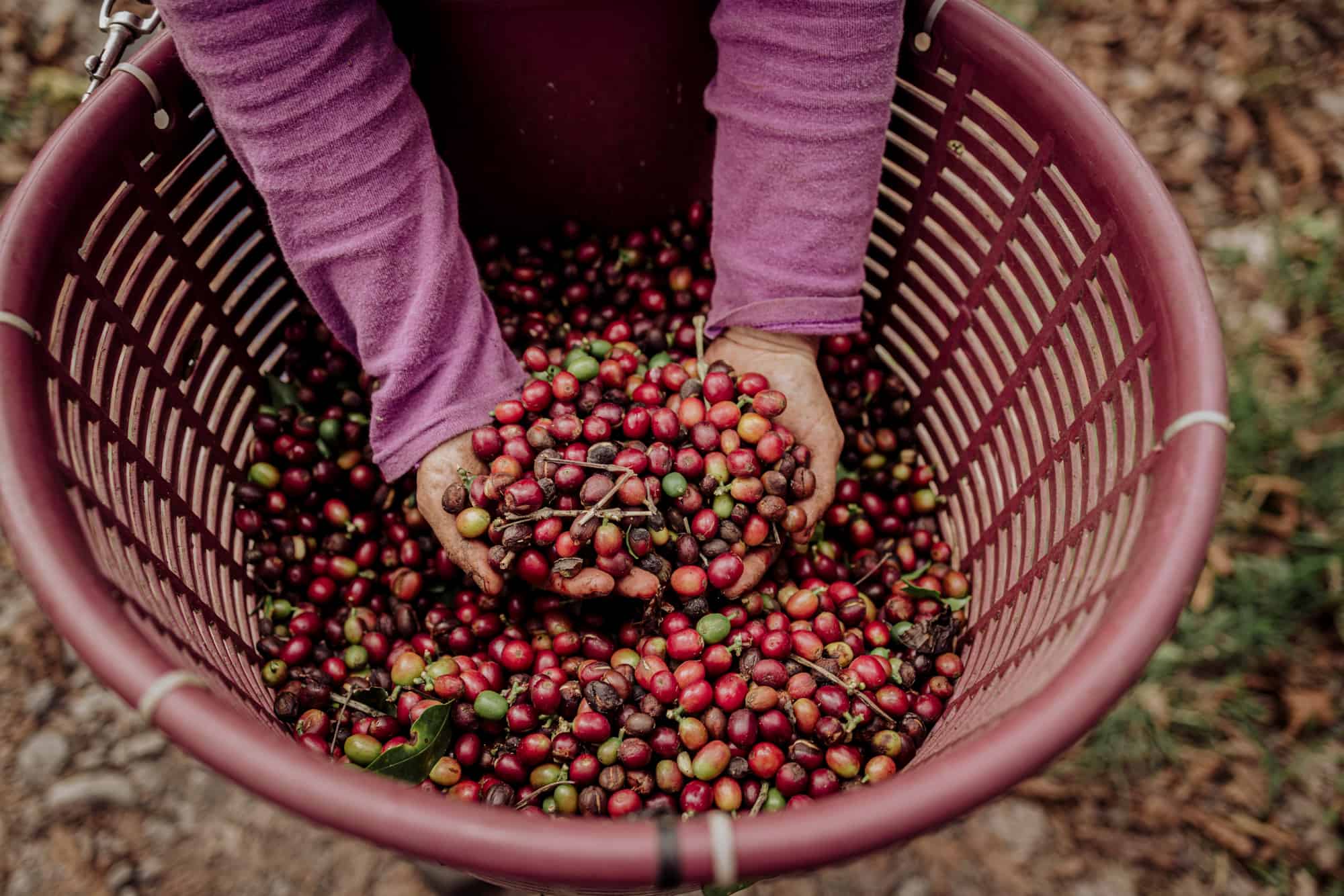 Counter Culture Coffee